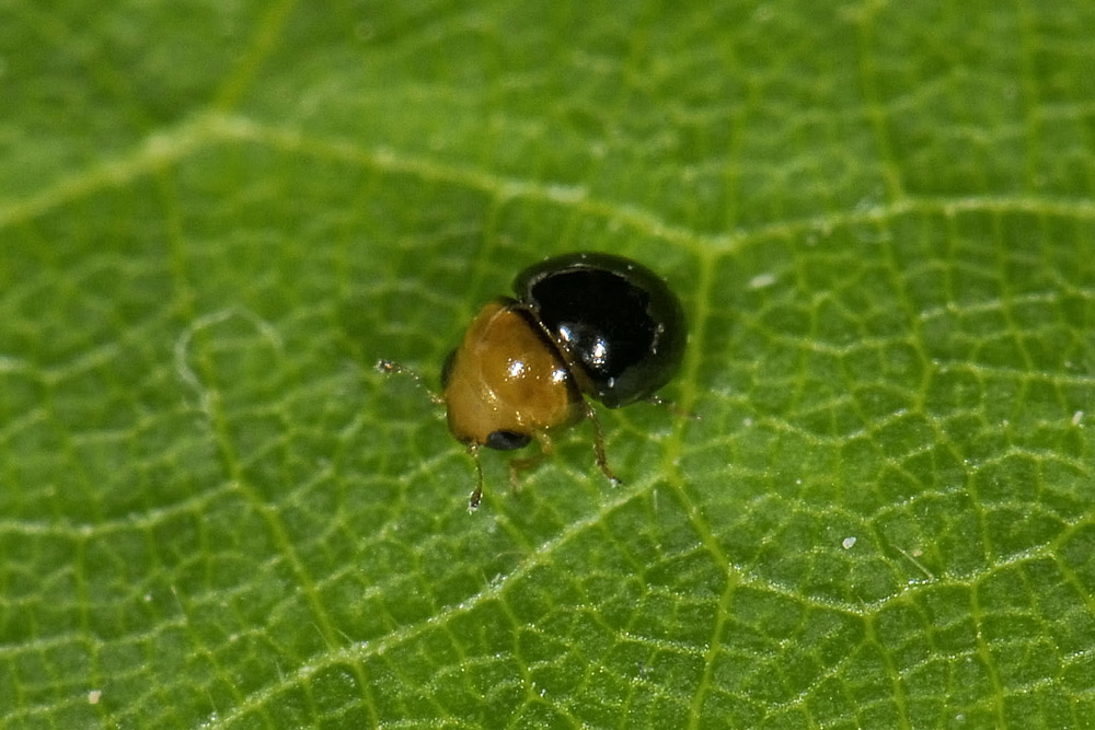 Cybocephalus sp.? Tre soggetti in cerca di identit.